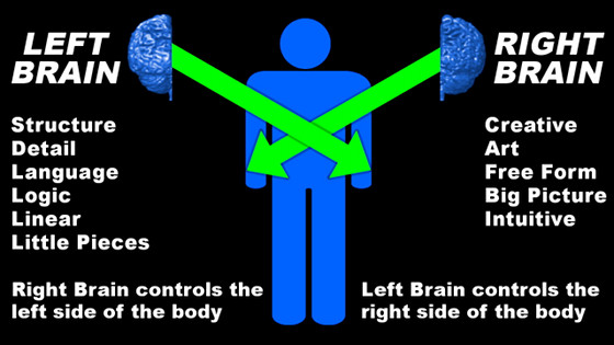 Brain hemispheres