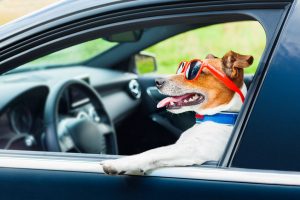 Don't Drive With Your Dog In Your Lap