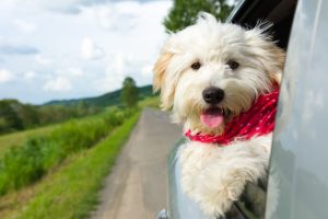 Pets Can Be A Distraction While Driving