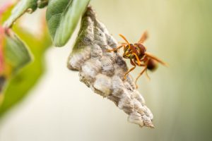How To Stay Calm Around A Bee