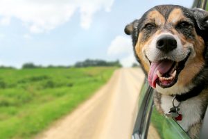 Driving Rules With Pets In The Car